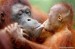 orangutania-laska.jpg